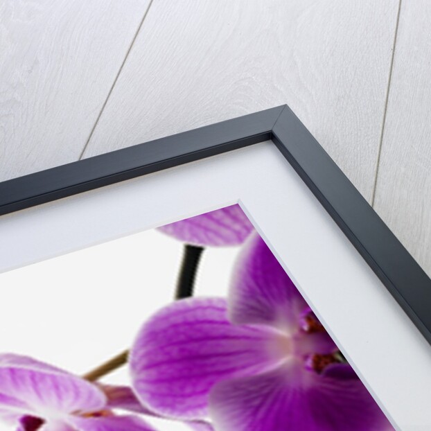 Phalaenopsis orchids by Anonymous