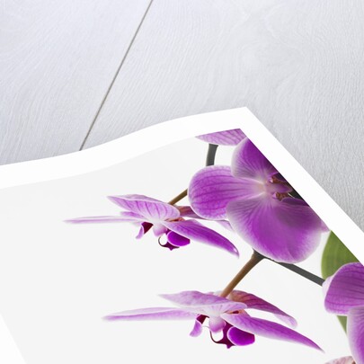 Phalaenopsis orchids by Anonymous