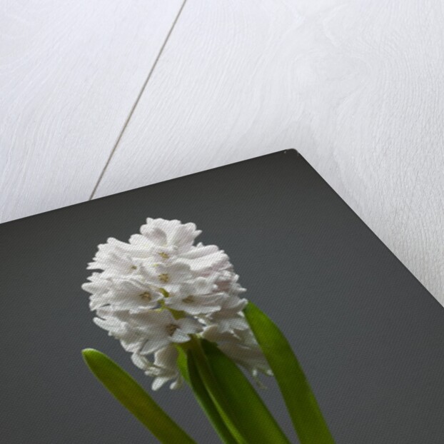 White hyacinth by Anonymous
