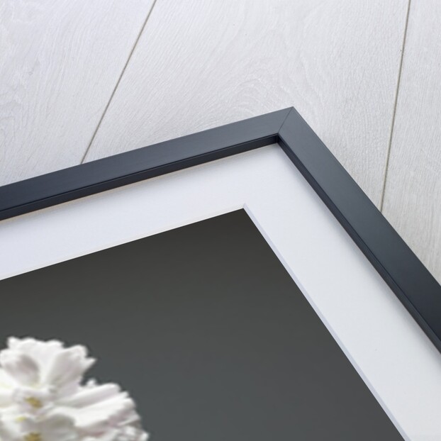 White hyacinth by Anonymous