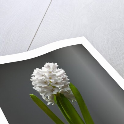 White hyacinth by Anonymous