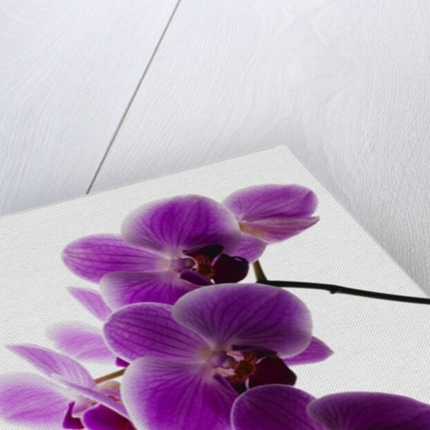 Phalaenopsis orchids by Anonymous