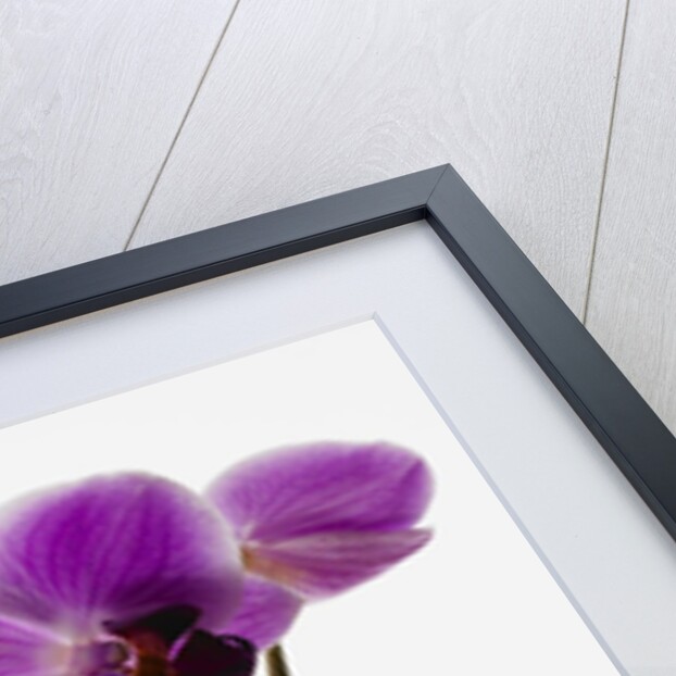 Phalaenopsis orchids by Anonymous