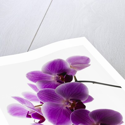 Phalaenopsis orchids by Anonymous
