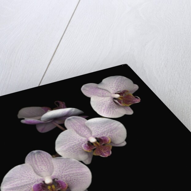 Phalaenopsis orchids by Anonymous