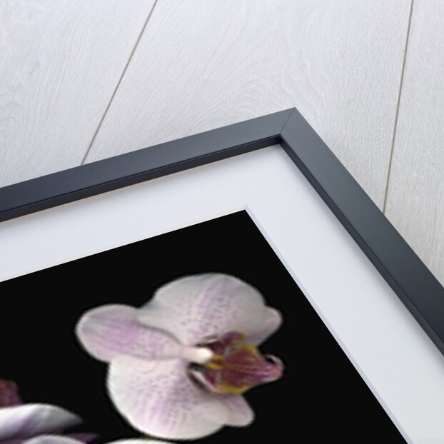 Phalaenopsis orchids by Anonymous