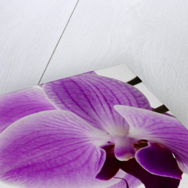 Phalaenopsis orchid by Anonymous