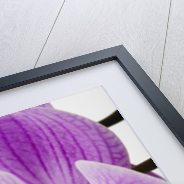 Phalaenopsis orchid by Anonymous