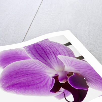 Phalaenopsis orchid by Anonymous
