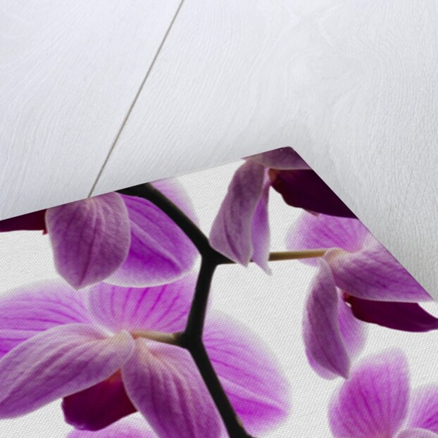 Phalaenopsis orchids by Anonymous
