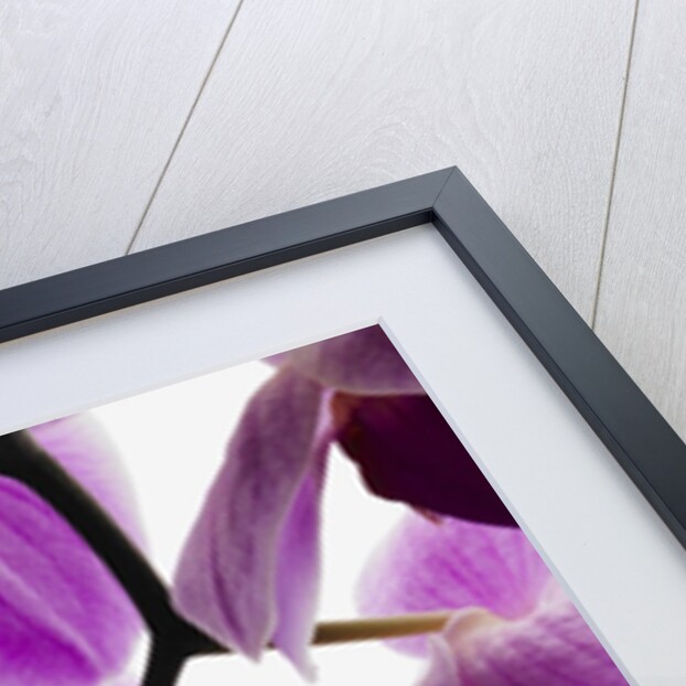 Phalaenopsis orchids by Anonymous