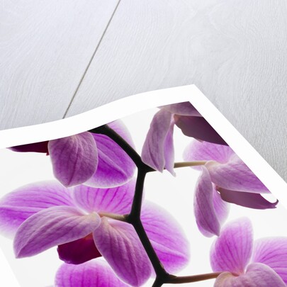 Phalaenopsis orchids by Anonymous