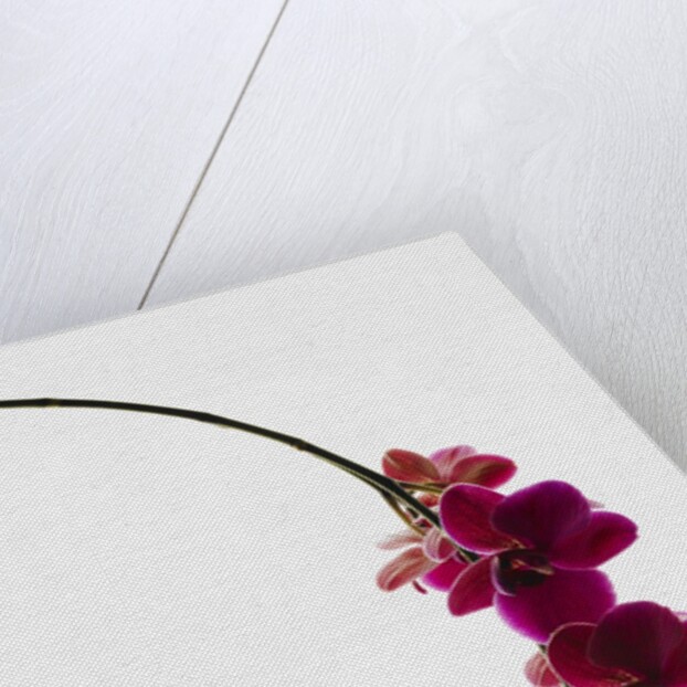 Phalaenopsis orchids by Anonymous