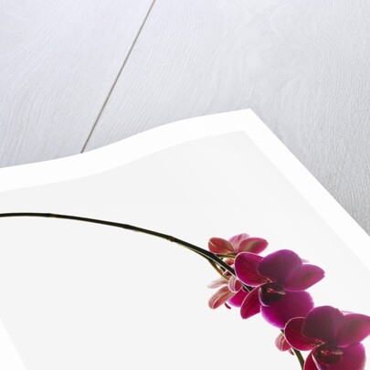 Phalaenopsis orchids by Anonymous