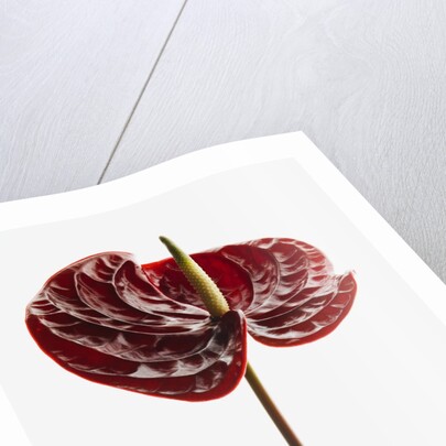 Anthurium by Anonymous