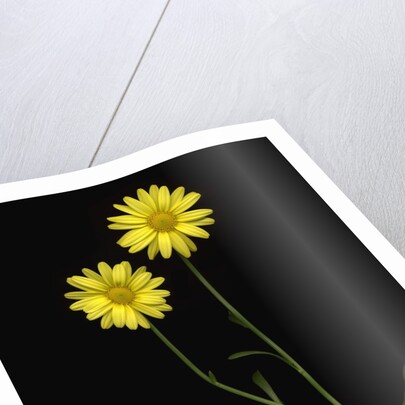 Paris daisies by Anonymous