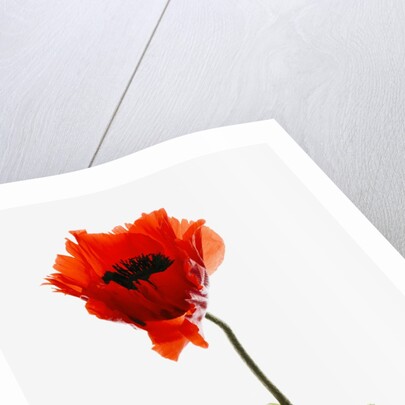 Corn poppy by Anonymous