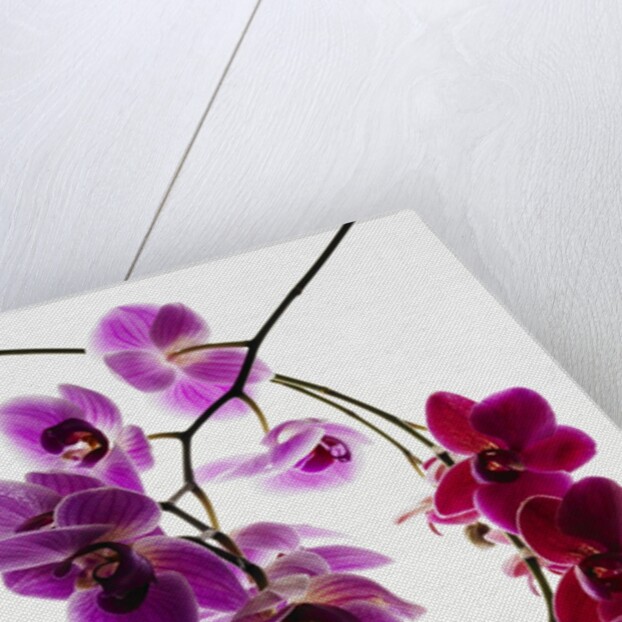 Phalaenopsis orchids by Anonymous