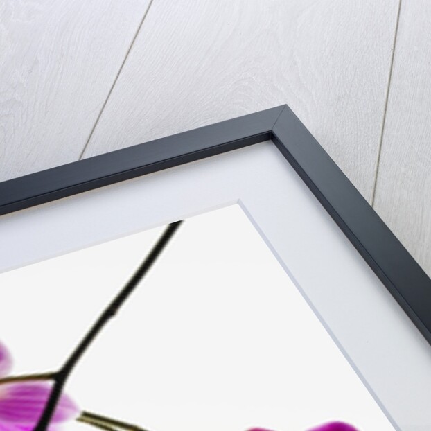 Phalaenopsis orchids by Anonymous