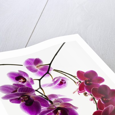Phalaenopsis orchids by Anonymous
