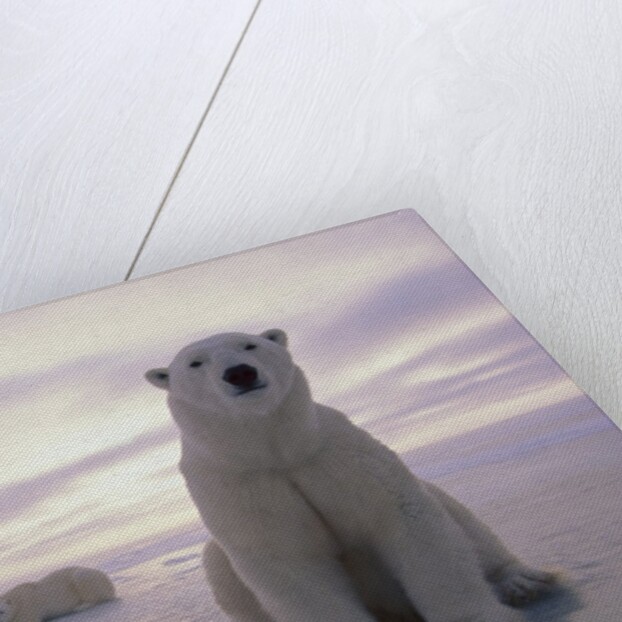 Polar Bears by Anonymous