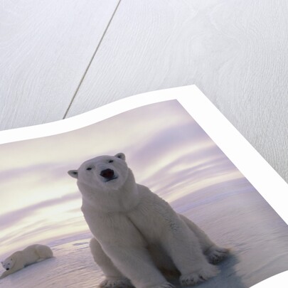 Polar Bears by Anonymous