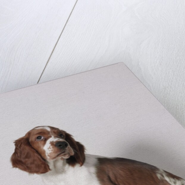 Springer spaniel by Anonymous