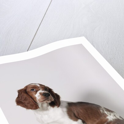 Springer spaniel by Anonymous