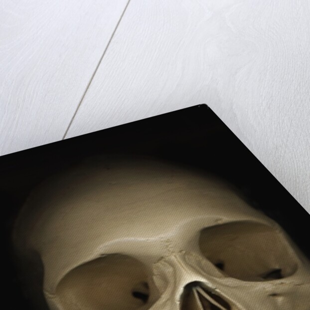 Human skull by Anonymous
