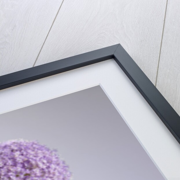 Persian onion by Anonymous