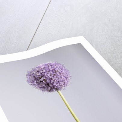 Persian onion by Anonymous