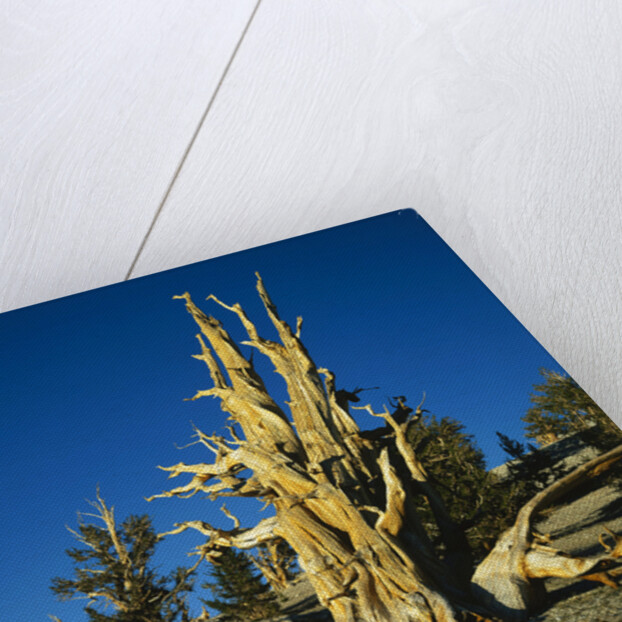 Bristlecone Pines by Anonymous