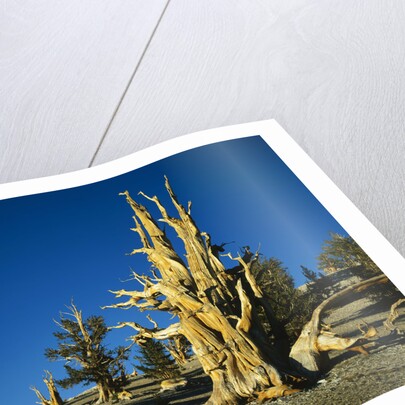 Bristlecone Pines by Anonymous