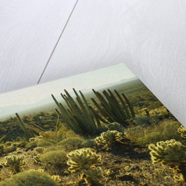 Sonoran Desert by Anonymous