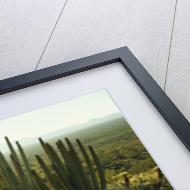 Sonoran Desert by Anonymous