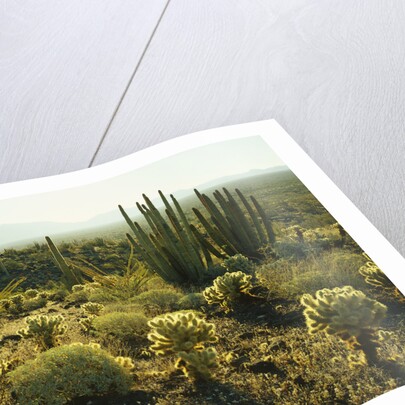 Sonoran Desert by Anonymous