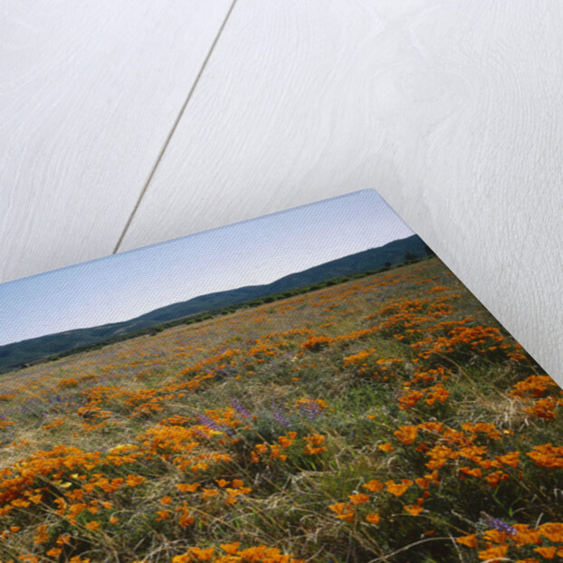 Antelope Valley California Poppy Reserve by Corbis