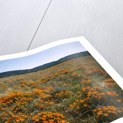 Antelope Valley California Poppy Reserve by Anonymous