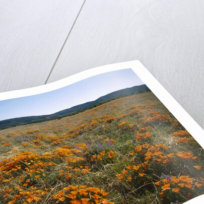 Antelope Valley California Poppy Reserve by Corbis