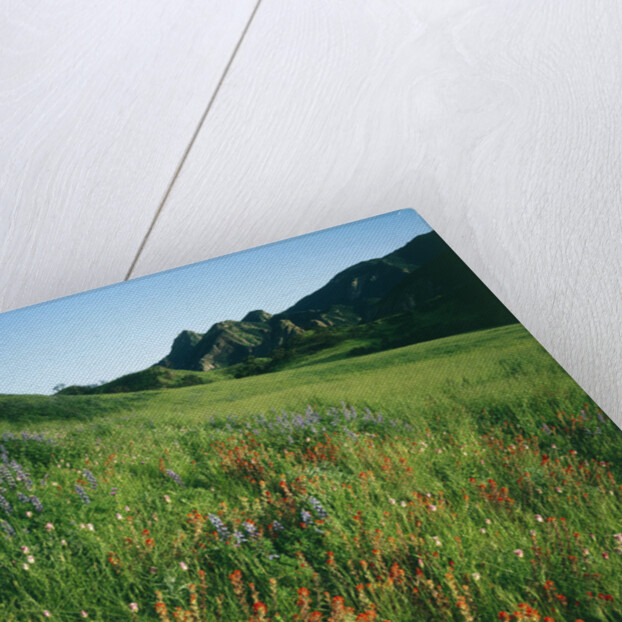 Malibu Creek State Park by Anonymous