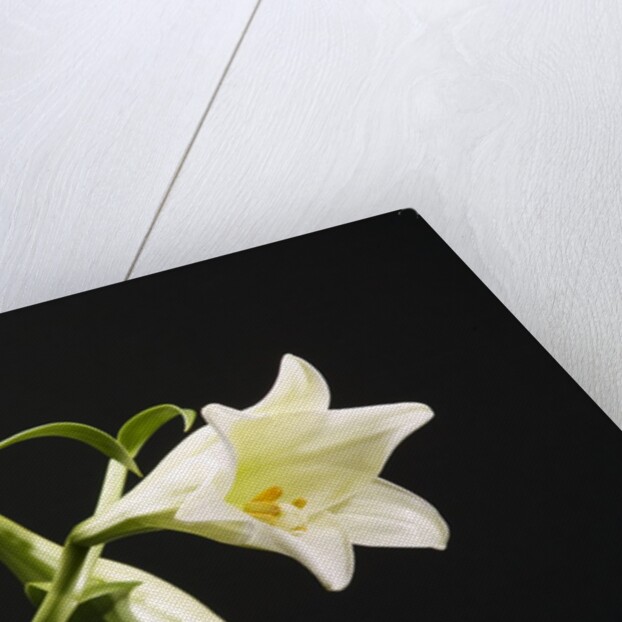 White Lilies by Anonymous