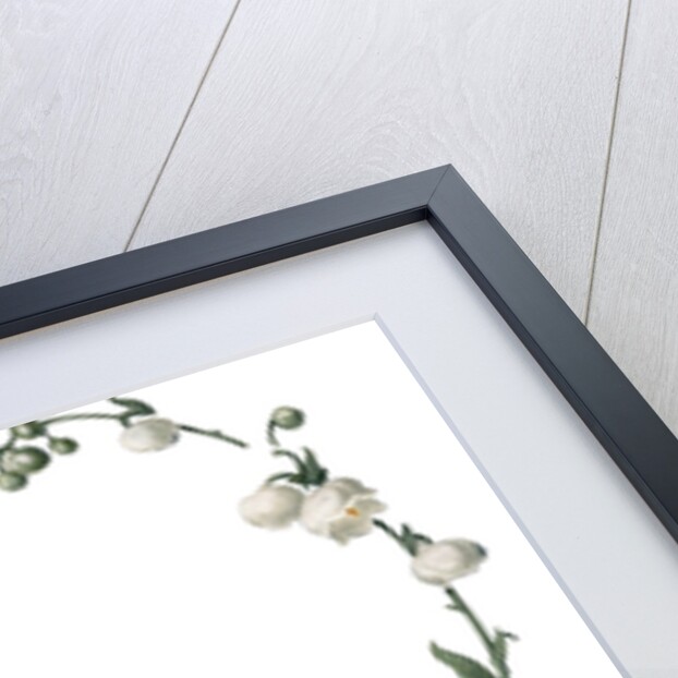 Illustration of White Flower Border by Anonymous