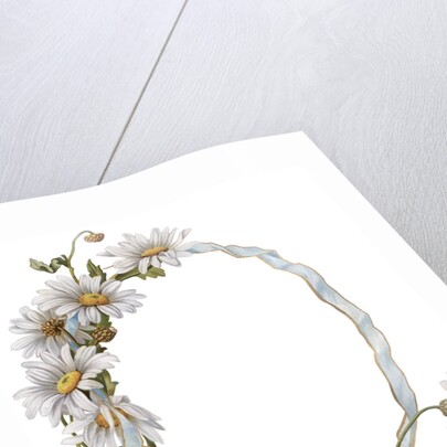Illustration of Daisy Border with Ribbon by Anonymous