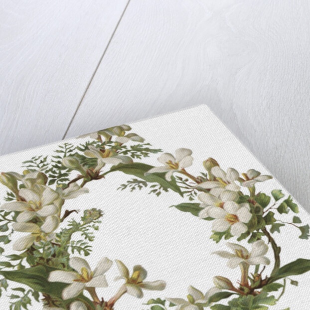 Illustration of Honeysuckle Border by Anonymous