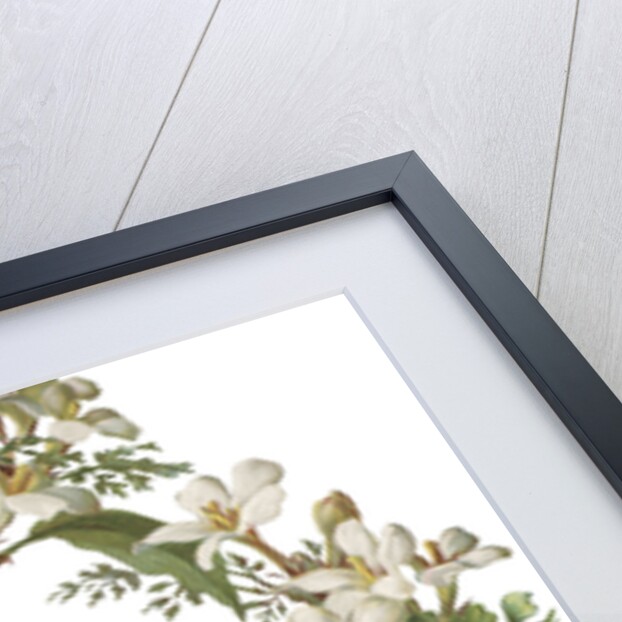 Illustration of Honeysuckle Border by Anonymous