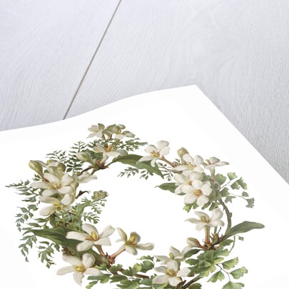 Illustration of Honeysuckle Border by Anonymous