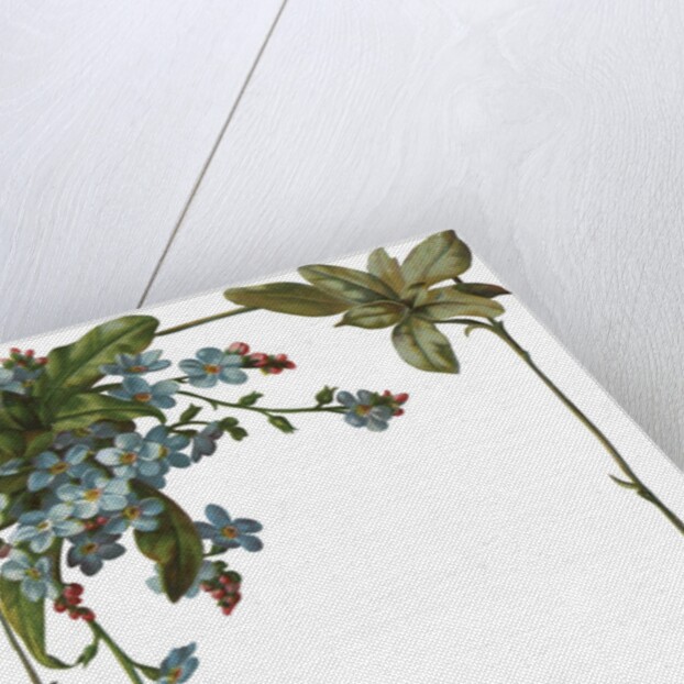 Illustration of Violet Border by Anonymous