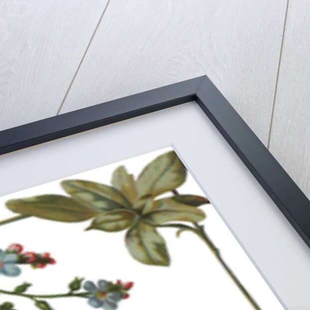 Illustration of Violet Border by Anonymous