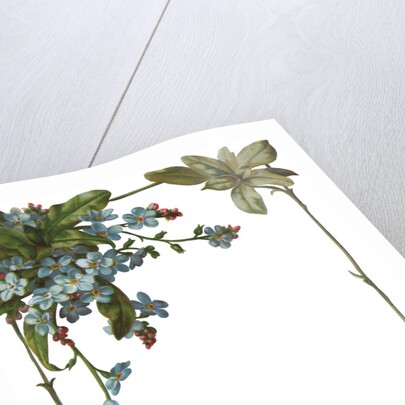 Illustration of Violet Border by Anonymous