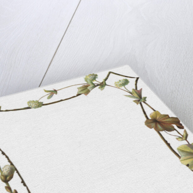 Illustration of Pink and White Flower Border by Anonymous